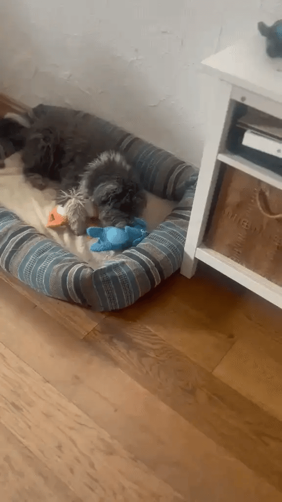 Dog playing with toy