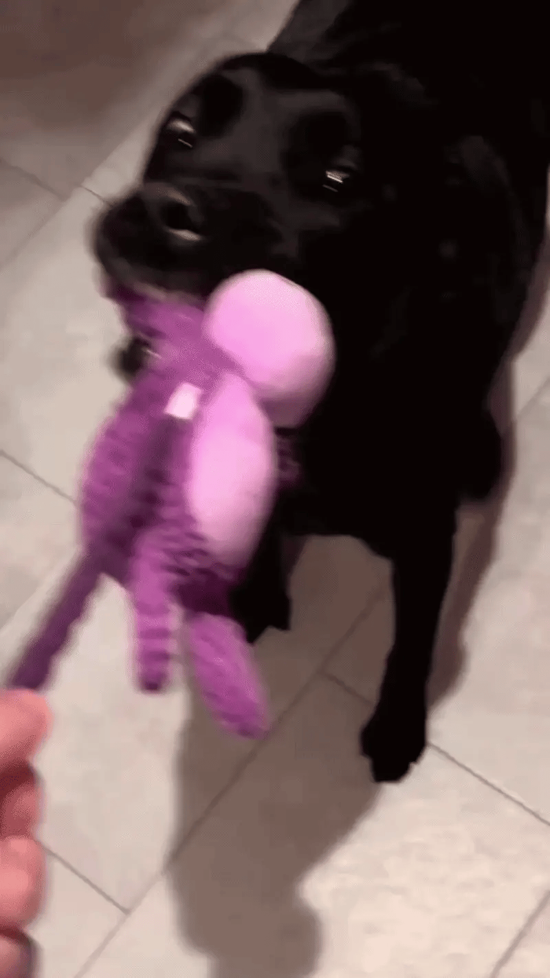 Toy in dog bed